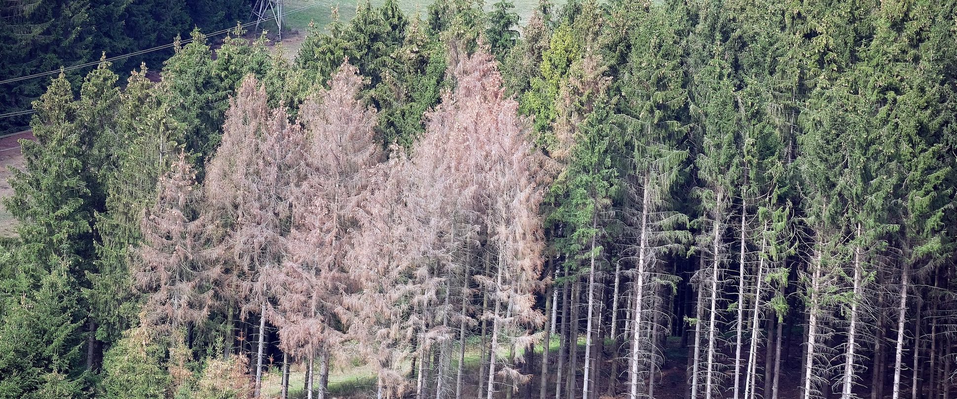 Borkenkäferschade im Wald