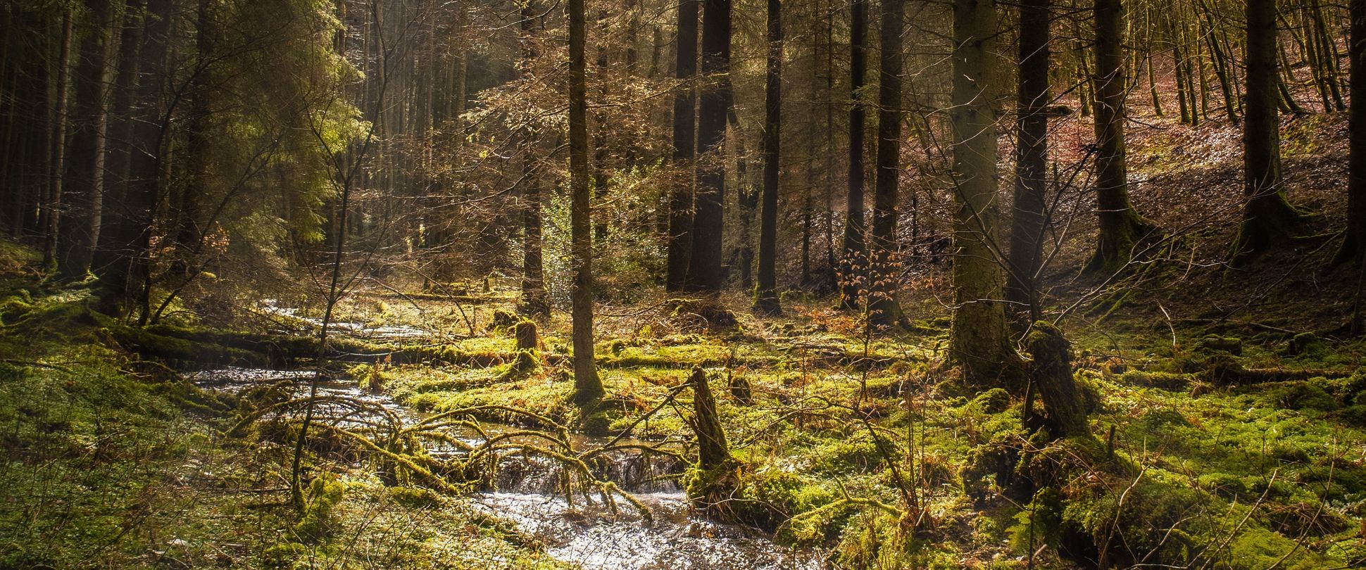 Gewässerunterhaltung