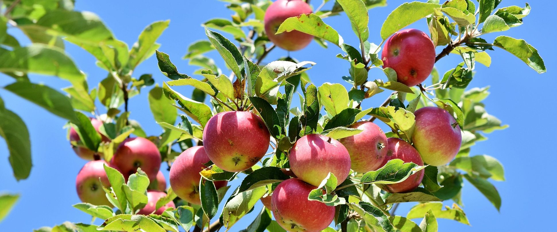 Rote Äpfel am Baum